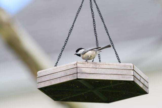Carolina Chickadee perched on a hanging wooden bird feeder in Canonsburg, Pennsylvania.