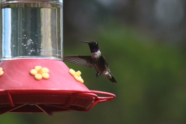 Black-chinned hummingbird feeding on a vibrant red feeder in a natural setting.