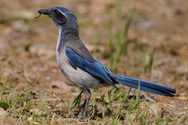 A California scrub jay stands with a worm in its beak, showcasing vibrant blue feathers.