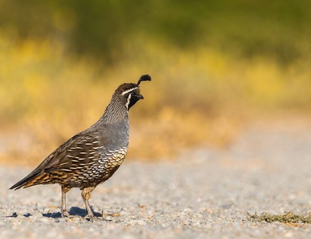 A detailed close-up of a California quail standing on the ground outdoors.