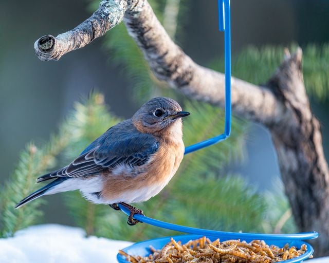 A vibrant eastern bluebird sitting on a blue feeder with mealworms against a natural backdrop.