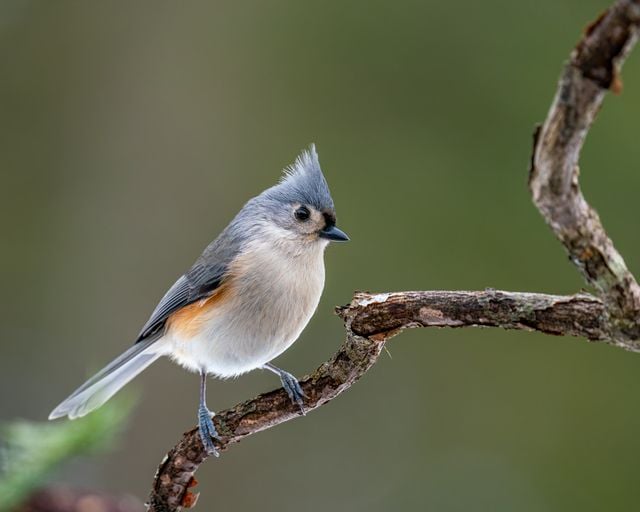 Close-up of a Tufted Titmouse perched on a branch against a blurred green background.