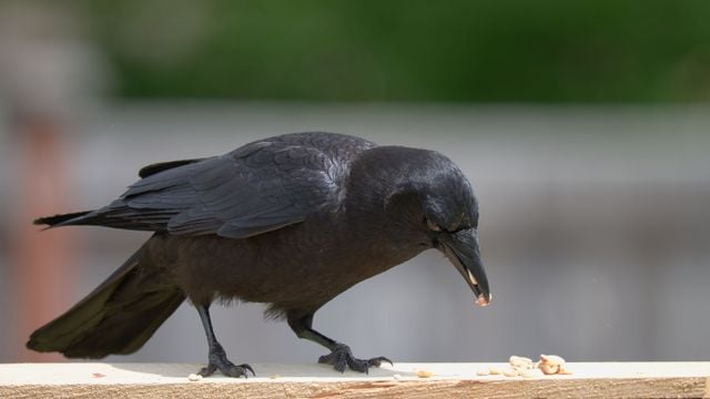A black crow pecking at peanuts outdoors in Lacey, Washington, USA.