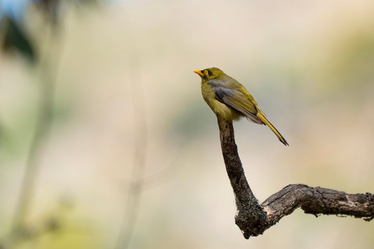 A Bell Miner bird perches on a branch in a natural setting, showcasing wildlife photography.