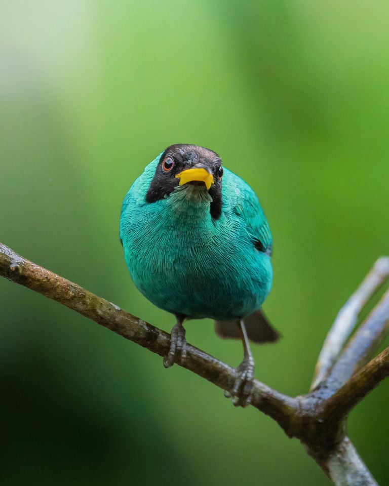 A striking green honeycreeper bird perched on a branch against a blurred green background.