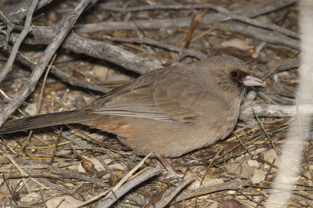 aberts-towhee