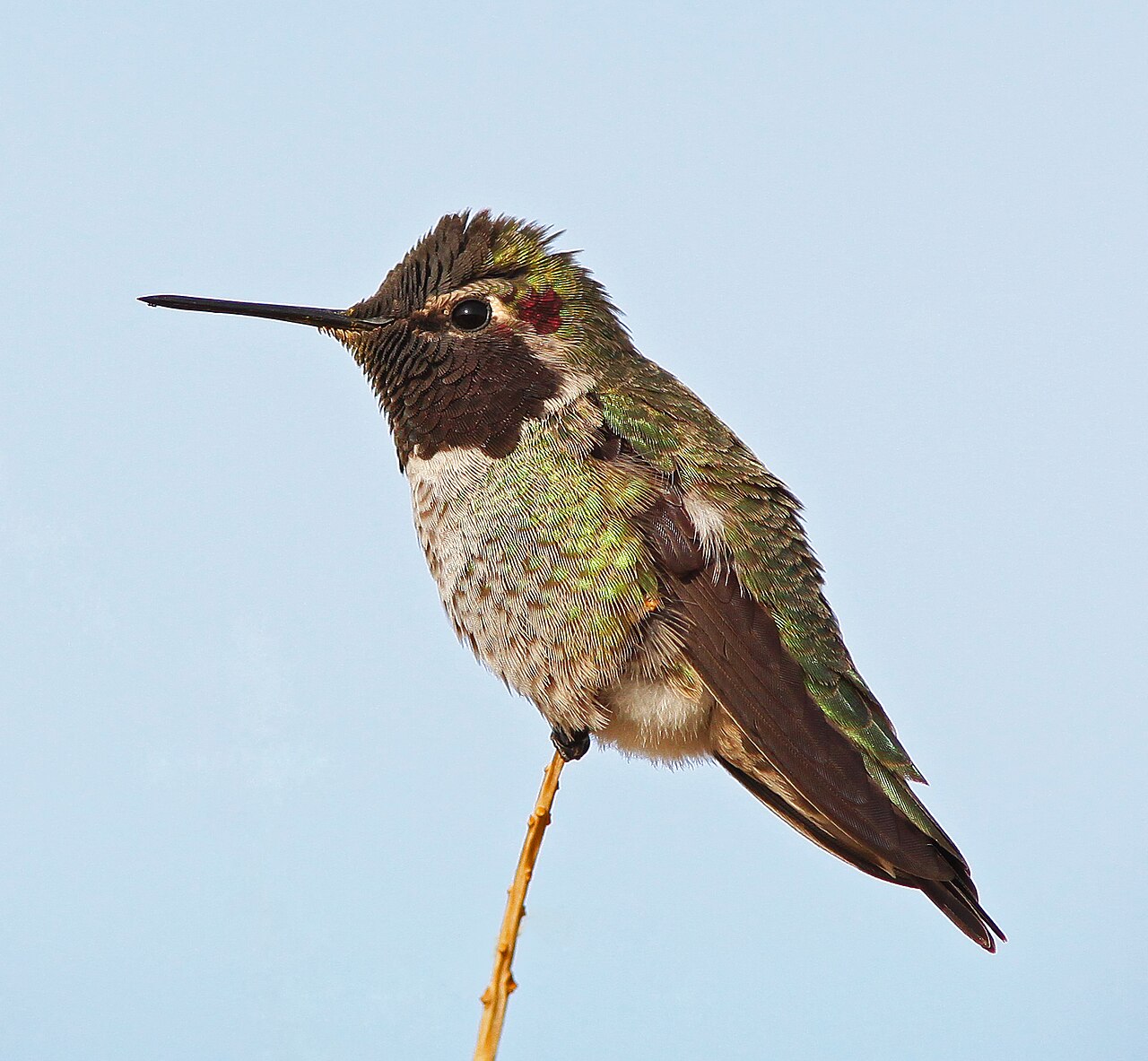 annas-hummingbird