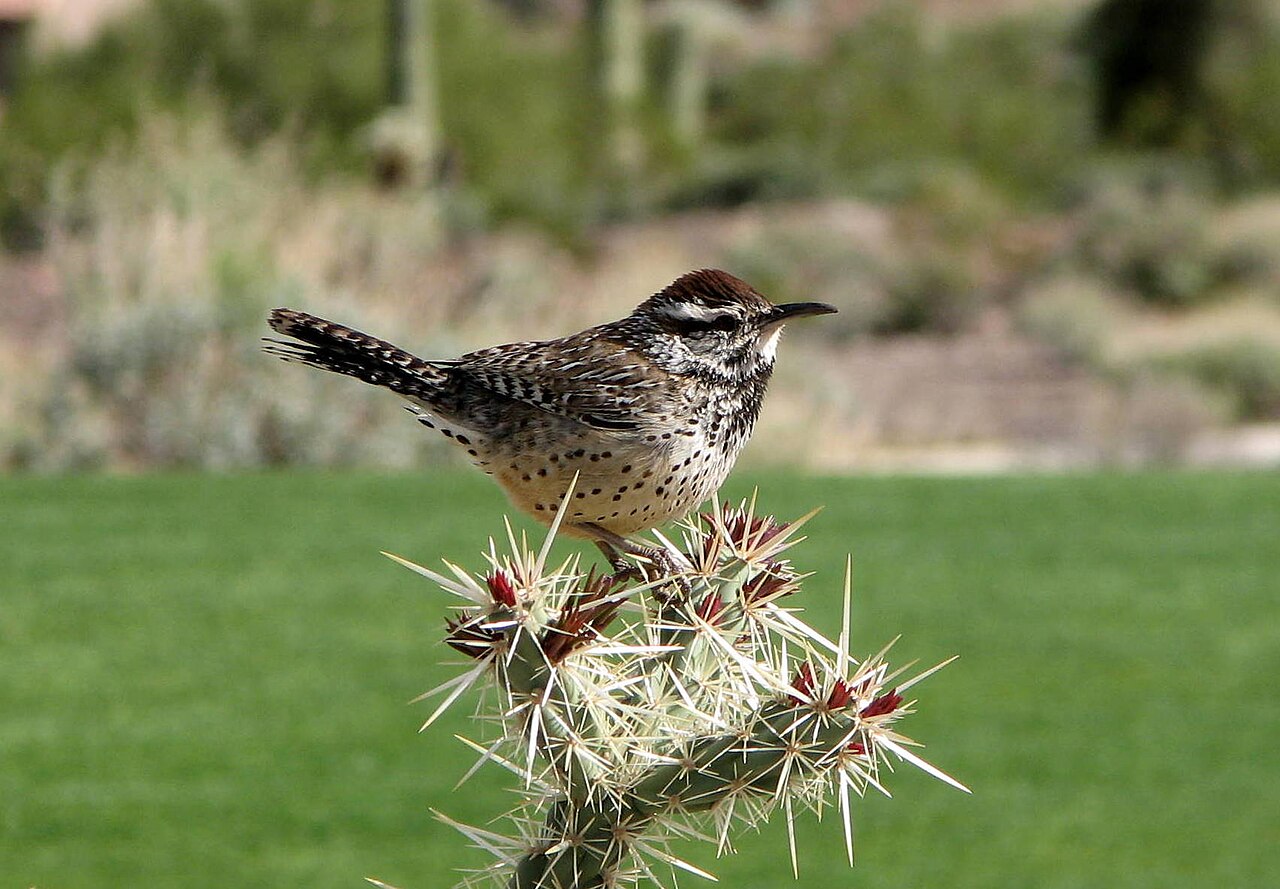 cactus-wren