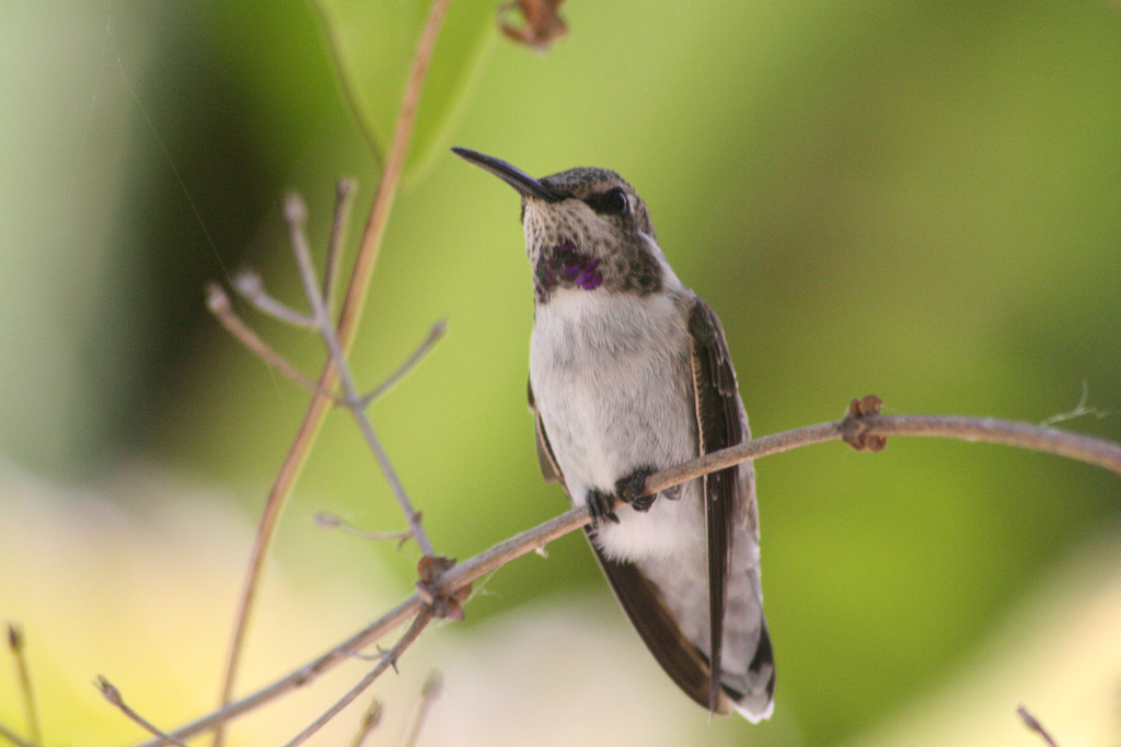 costas-hummingbird