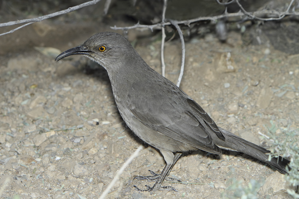 curve-billed-thrasher