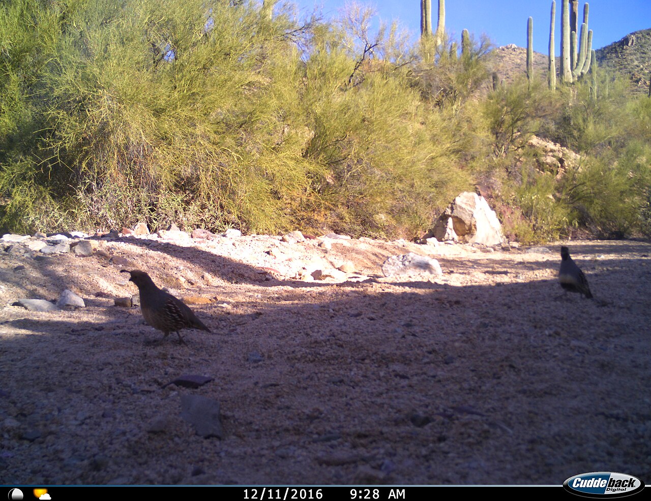 gambels-quail