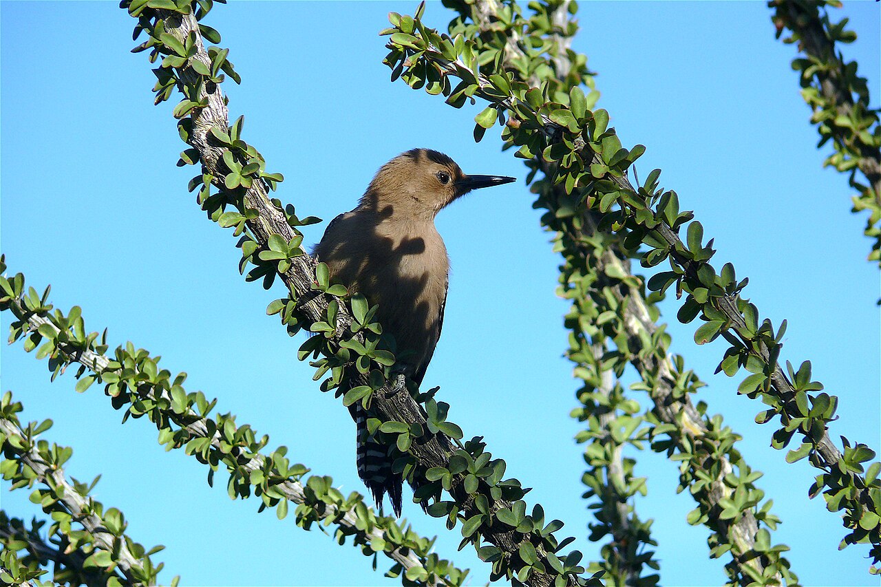 gila-woodpecker