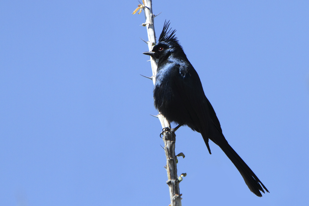 phainopepla
