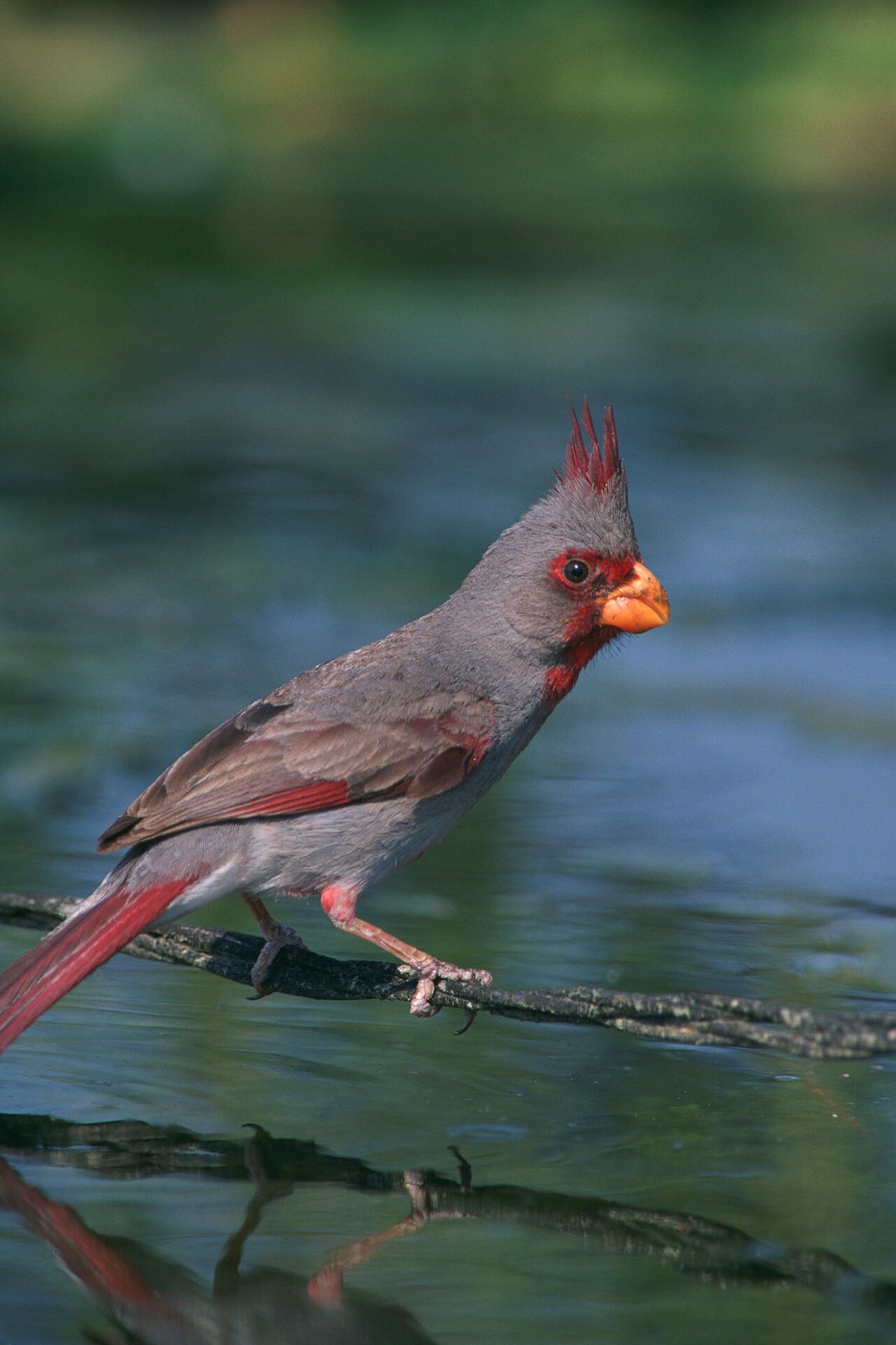 pyrrhuloxia