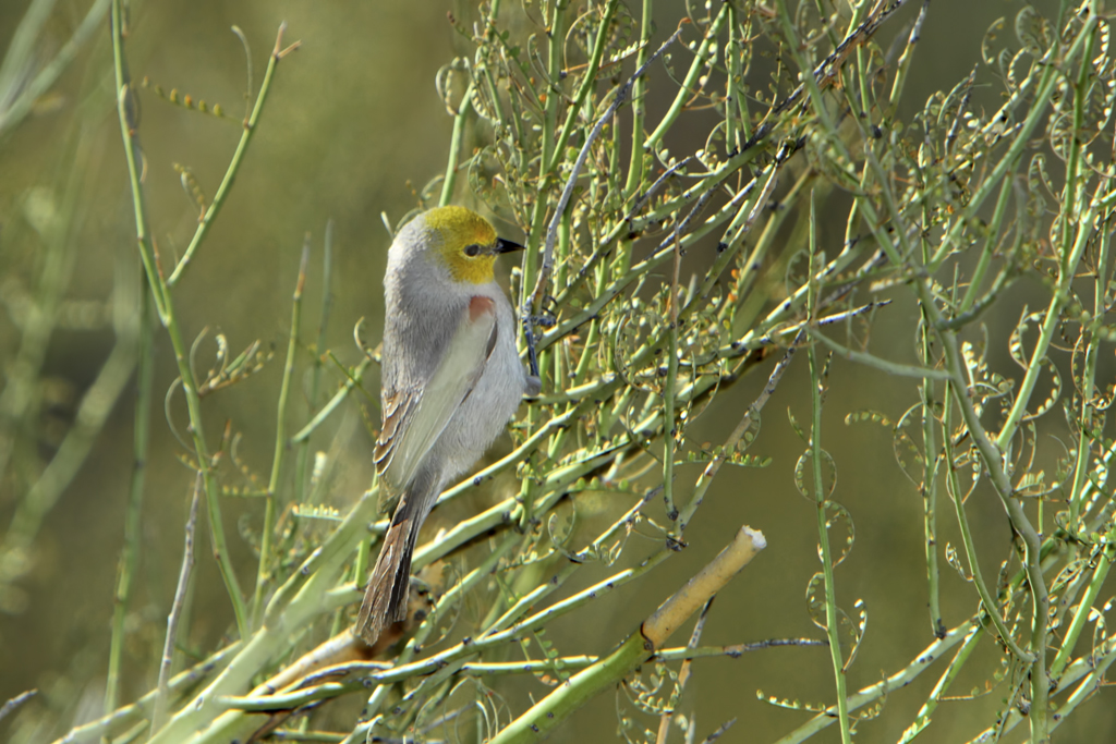 verdin