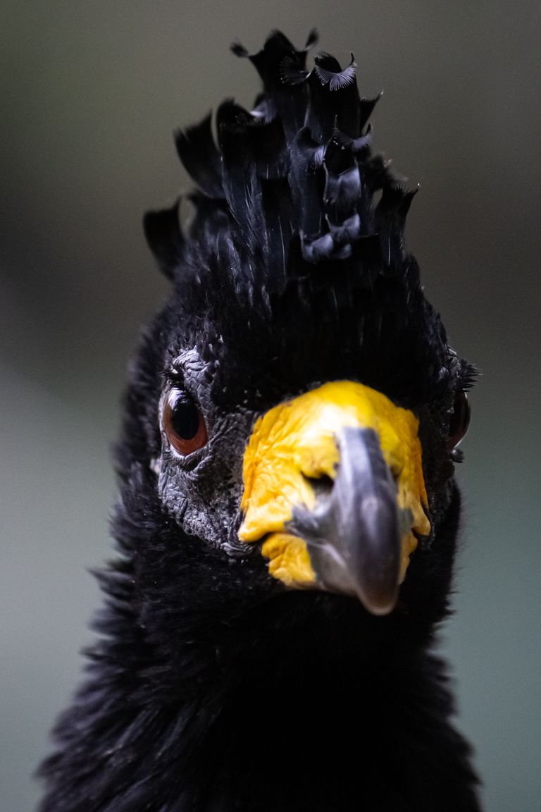 Close-up shot of a black curassow with vibrant yellow beak in Bonito, Brazil.