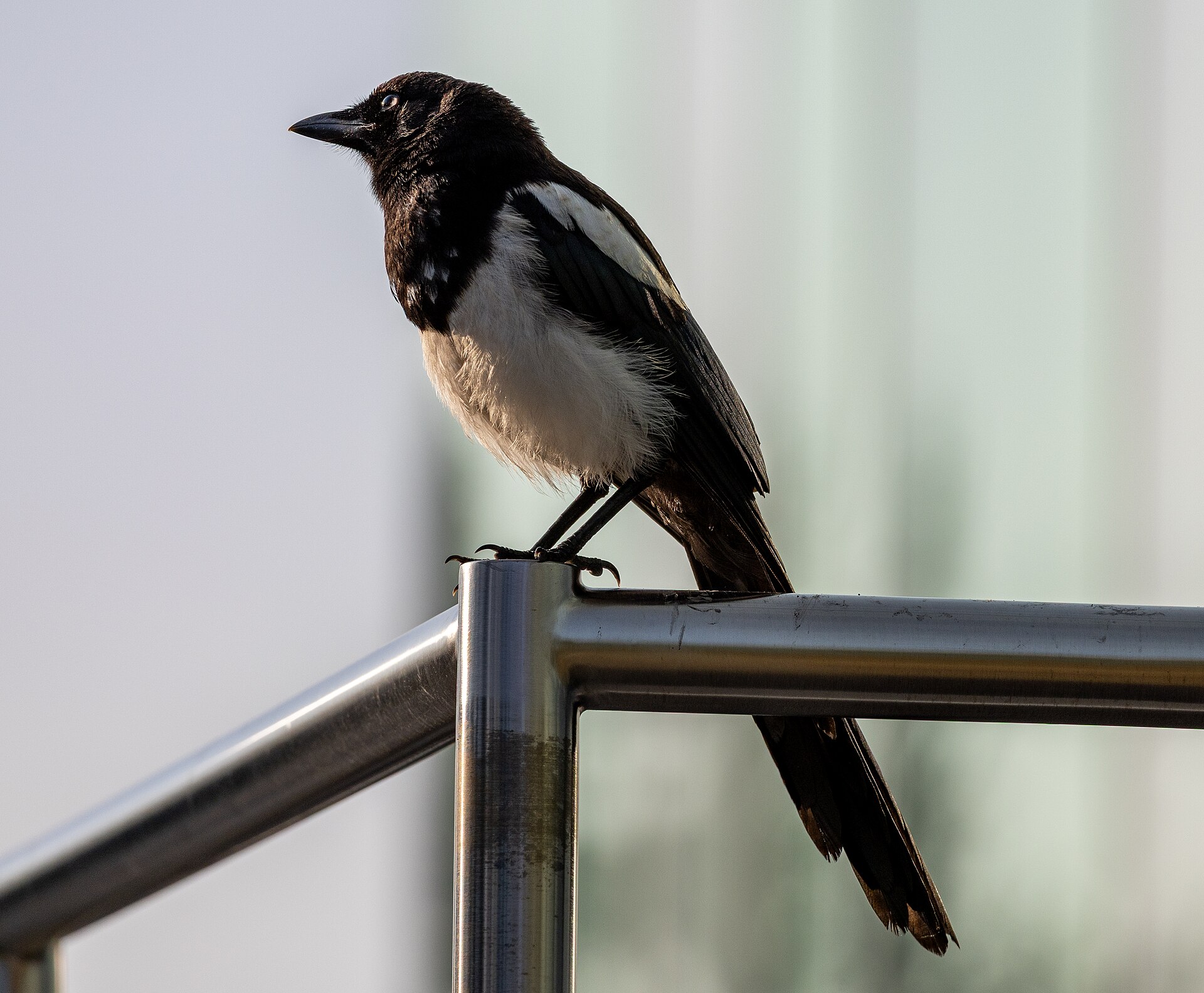 Black-billed Magpie