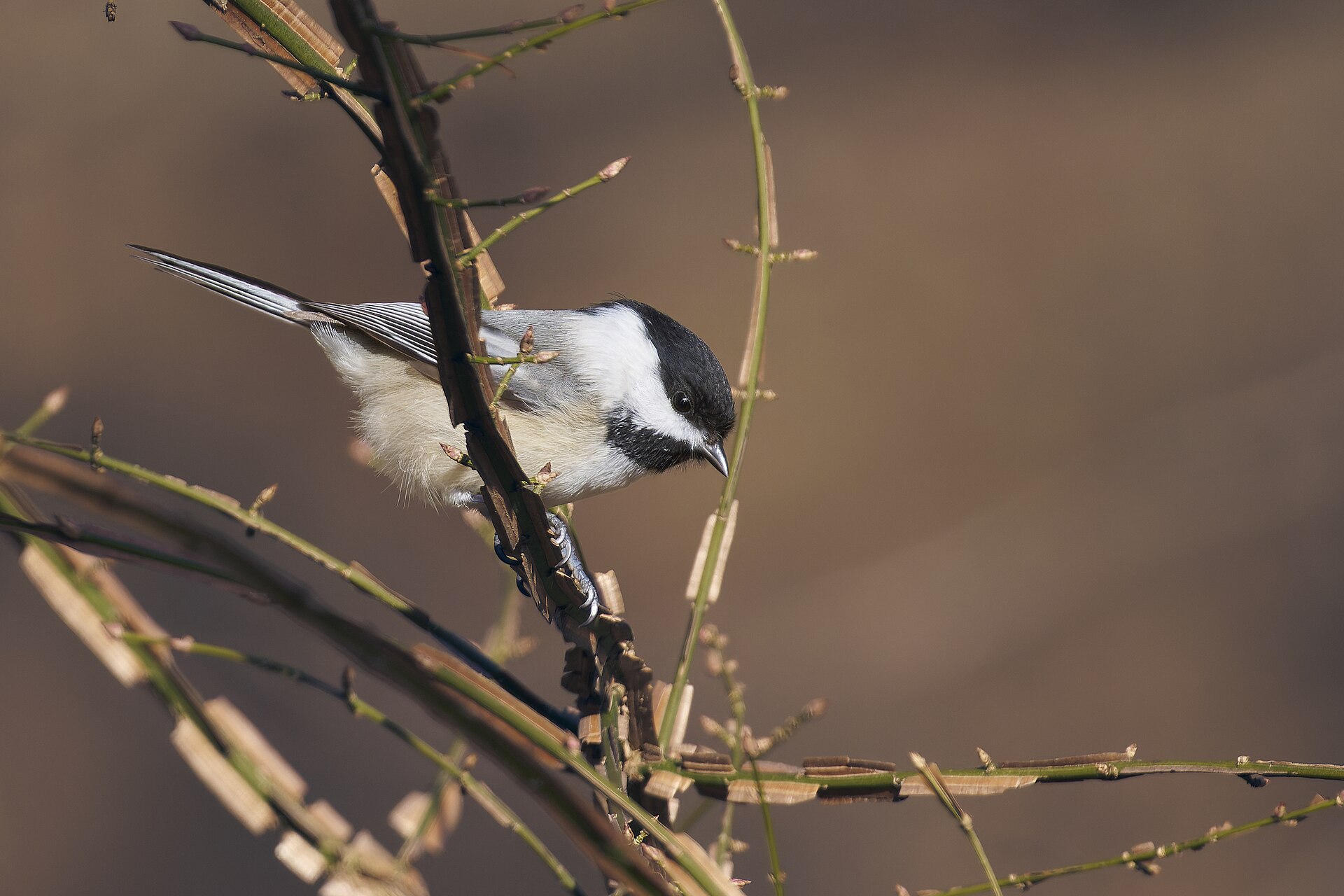 Black-capped Chickadee