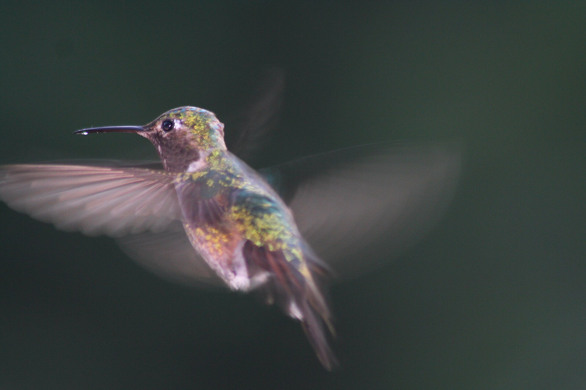Broad-tailed Hummingbird