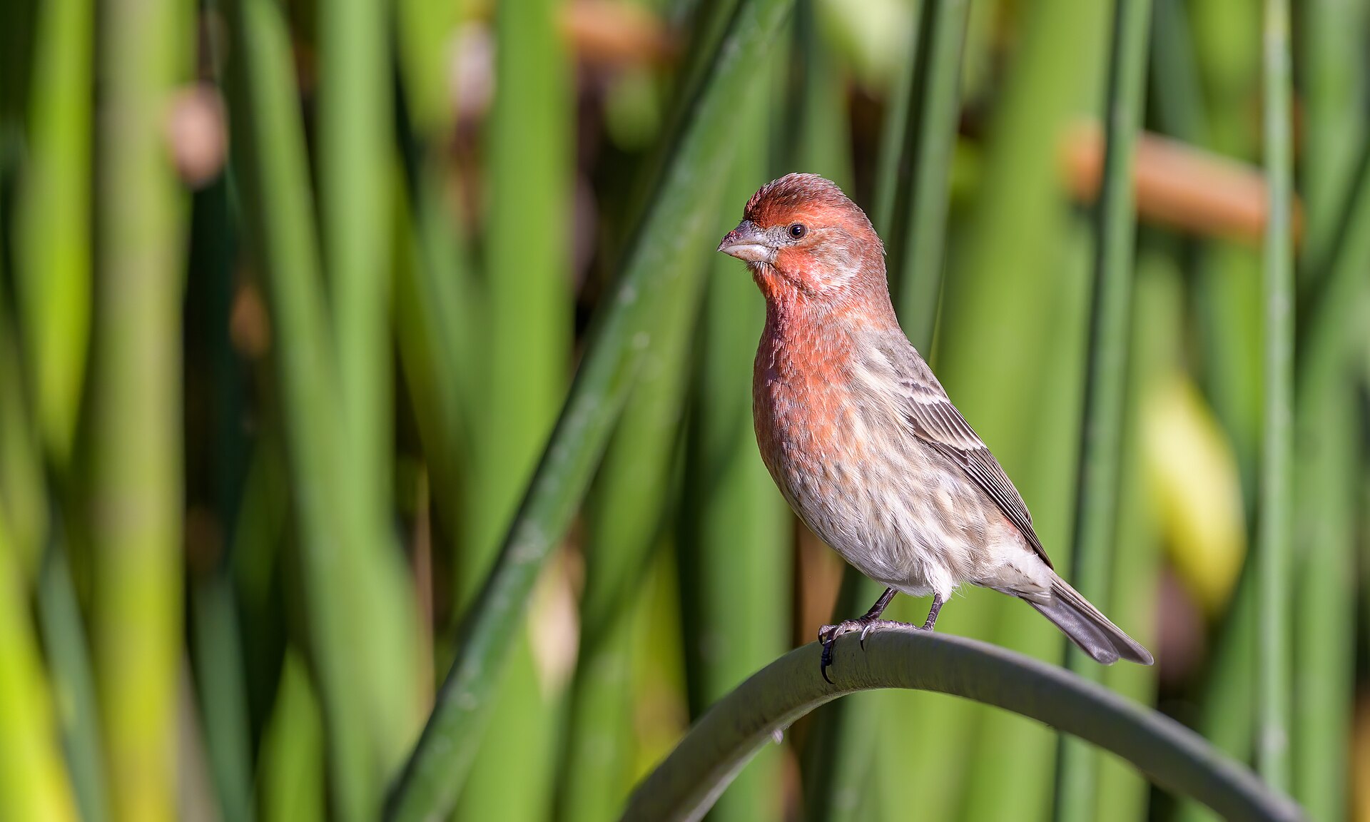 House Finch