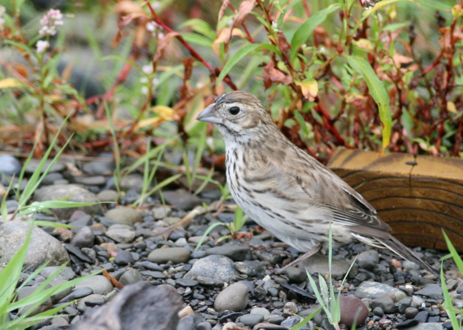 Lark Bunting