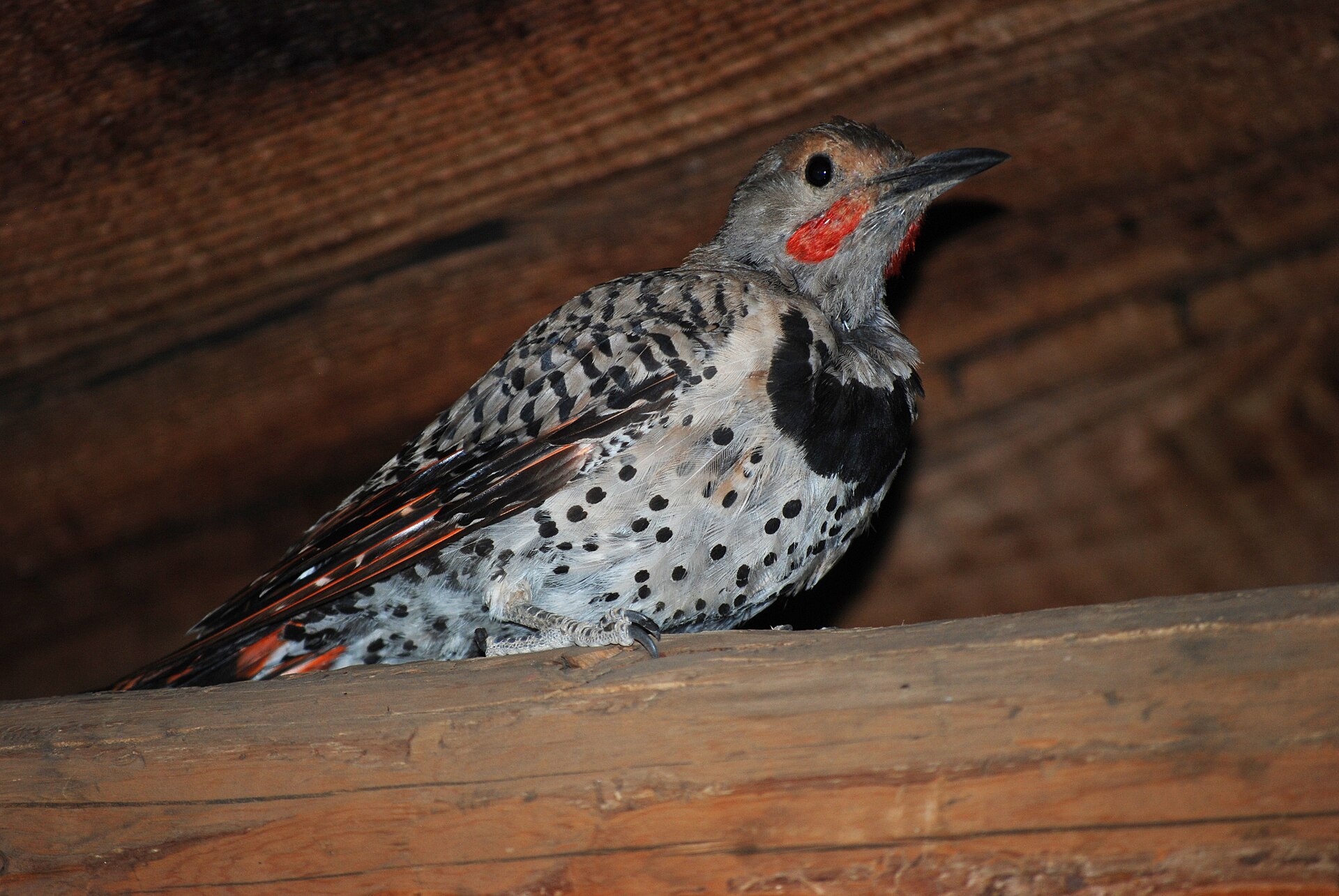 Northern Flicker