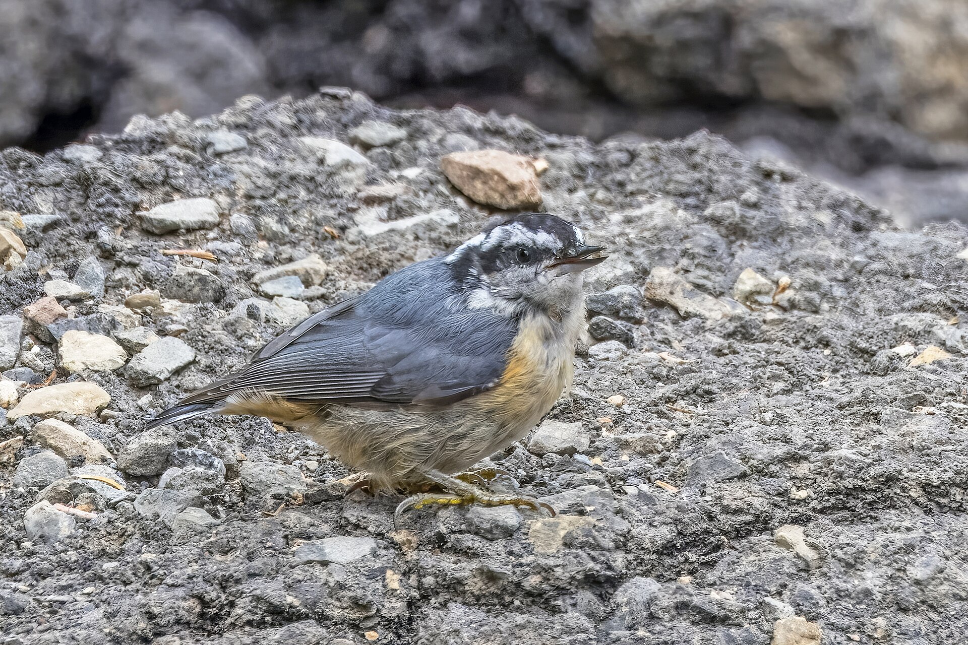 Red-breasted Nuthatch