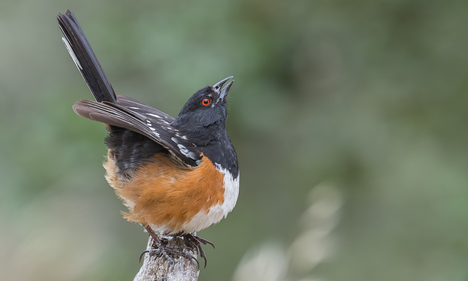 Spotted Towhee