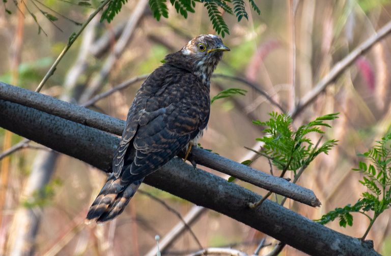 Cuckoo bird sitting on a branch in a forest, showcasing vibrant wildlife photography.