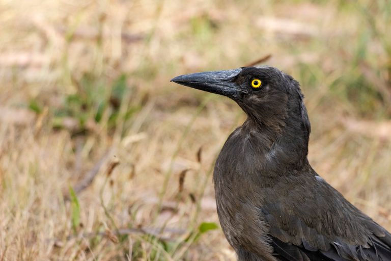 Detailed close-up of a Pied Currawong (Strepera graculina) in Warburton, VIC, Australia.
