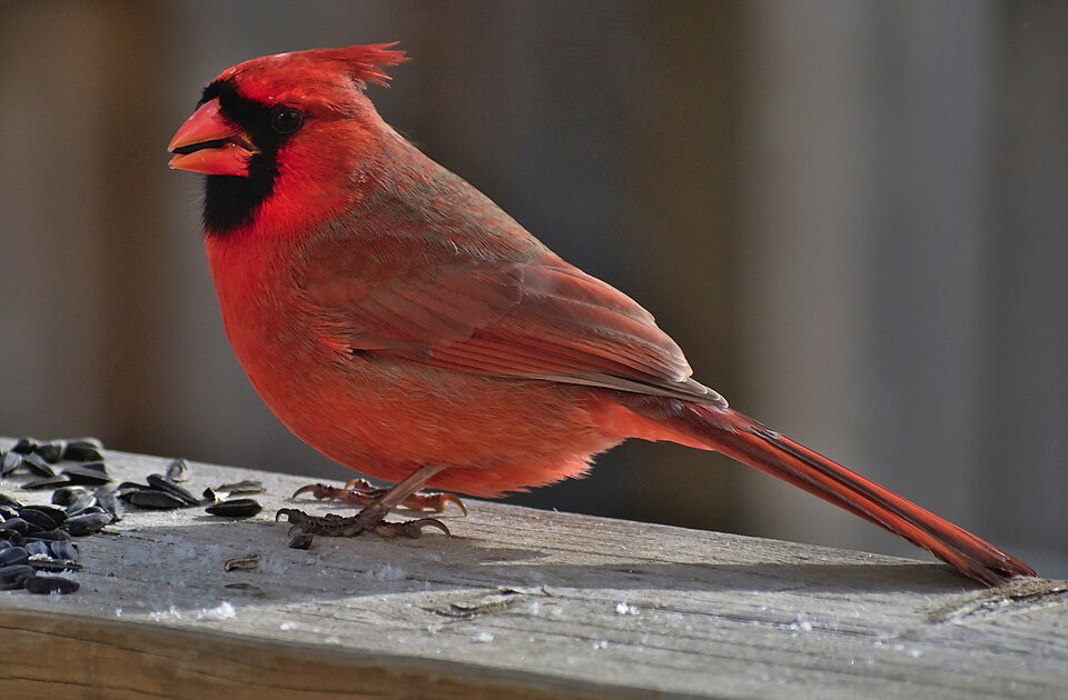 Cardinal