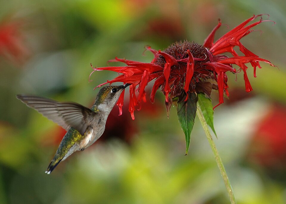 Hummingbird
