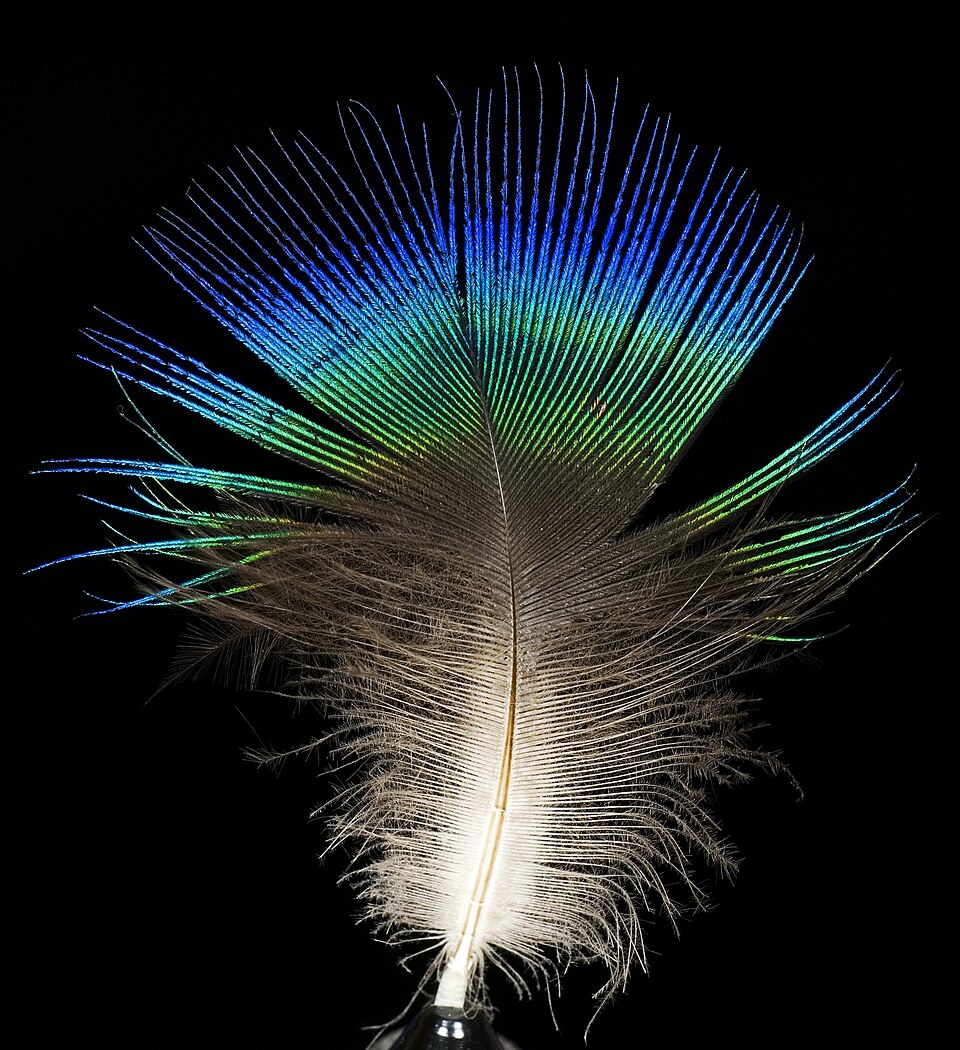 Peacock