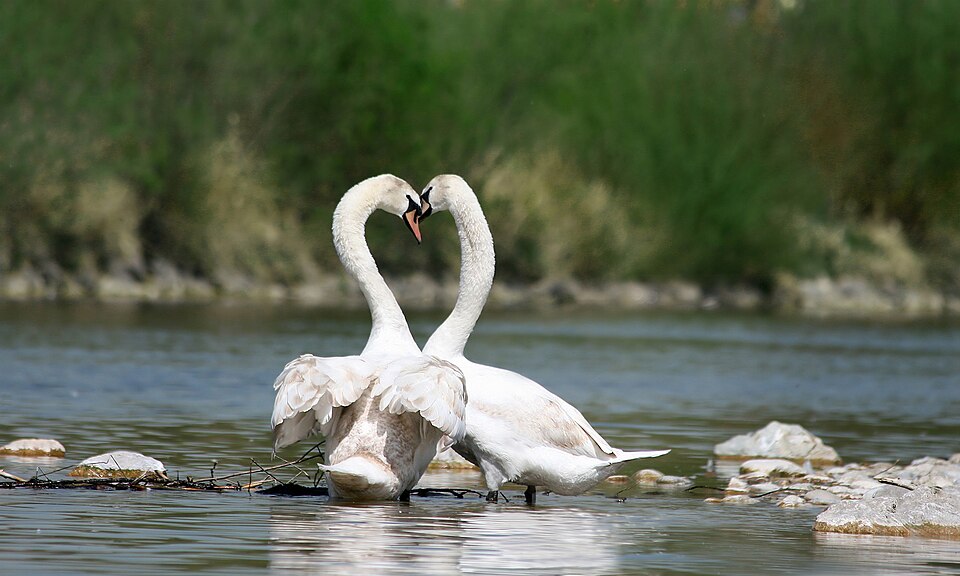 Swan
