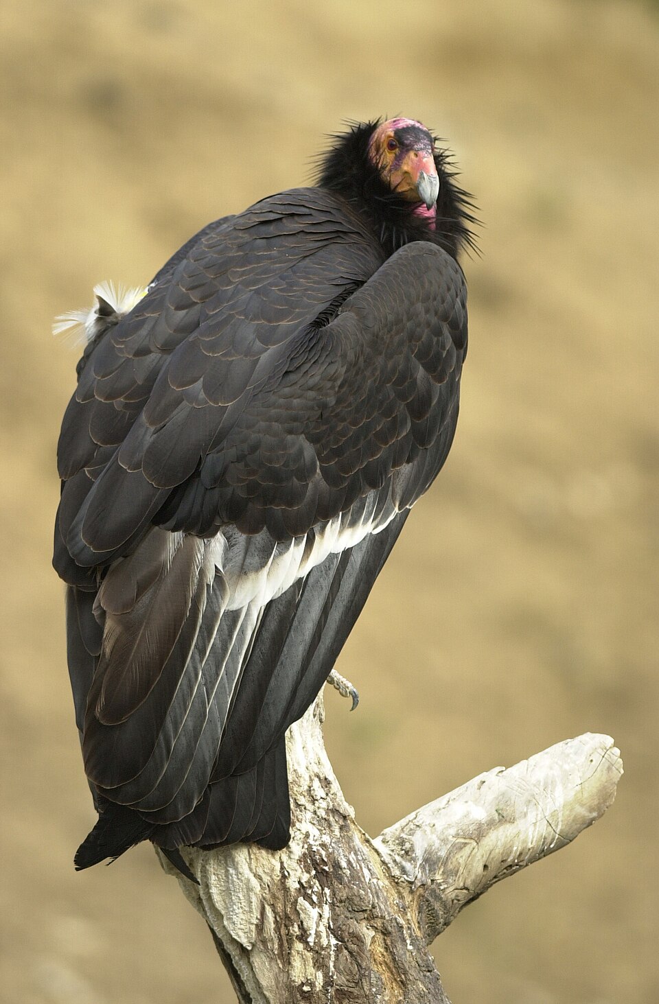 Condor