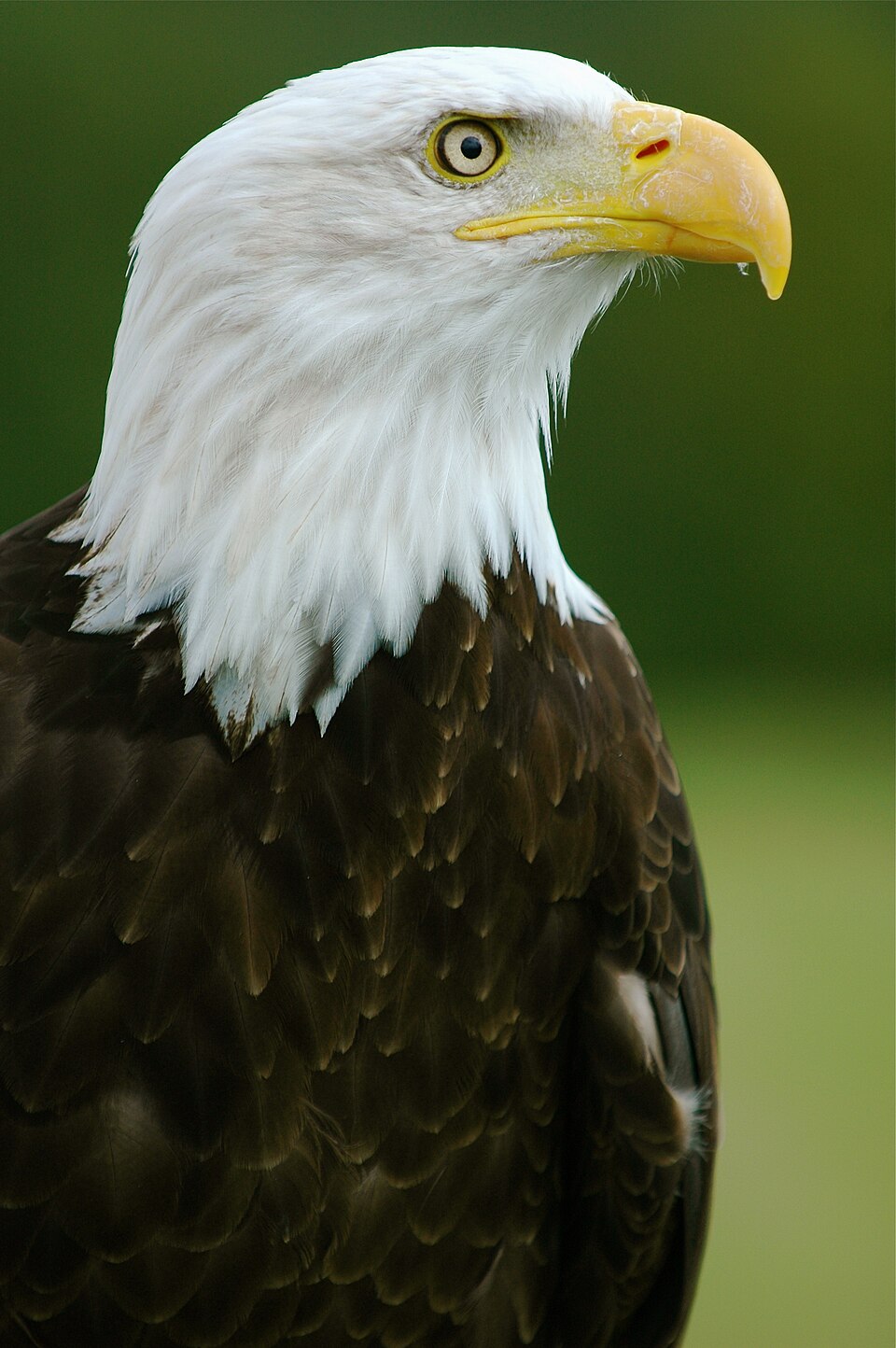 Eagle