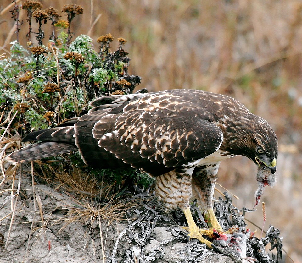 Hawk