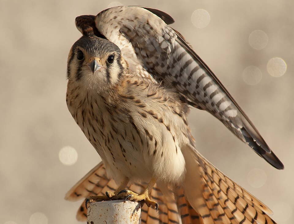 Kestrel