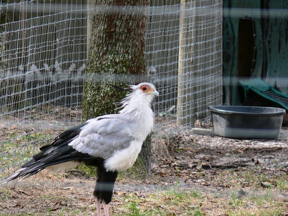 Secretarybird