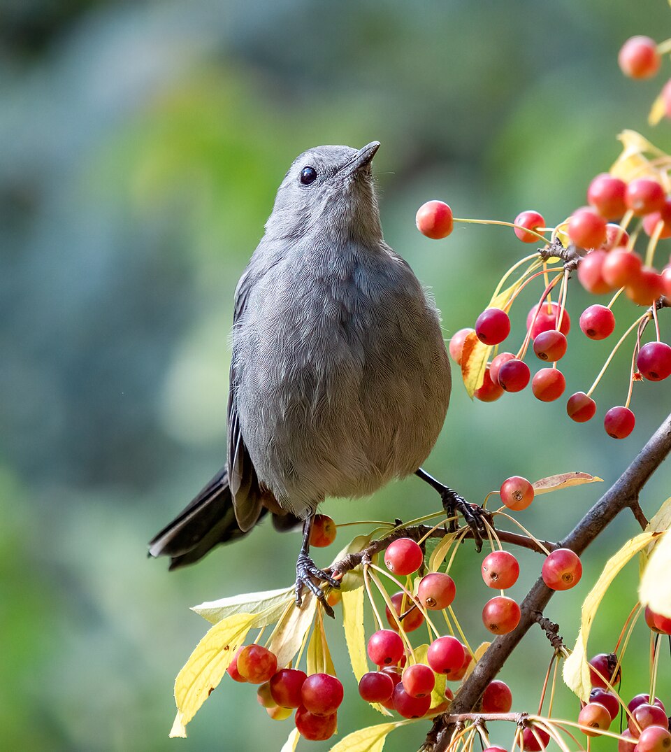 Catbird