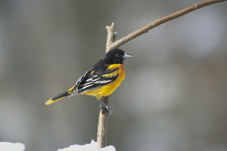Oriole