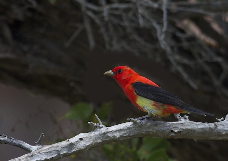 Tanager