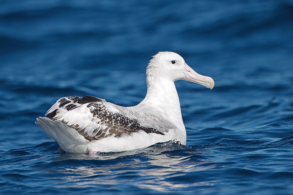 Albatross