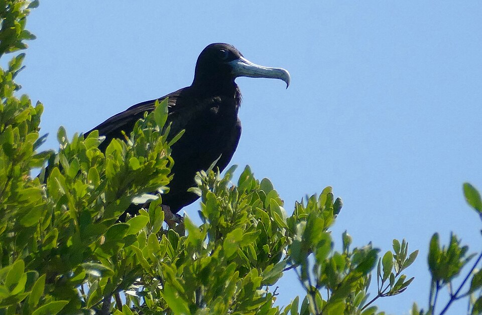 Frigatebird