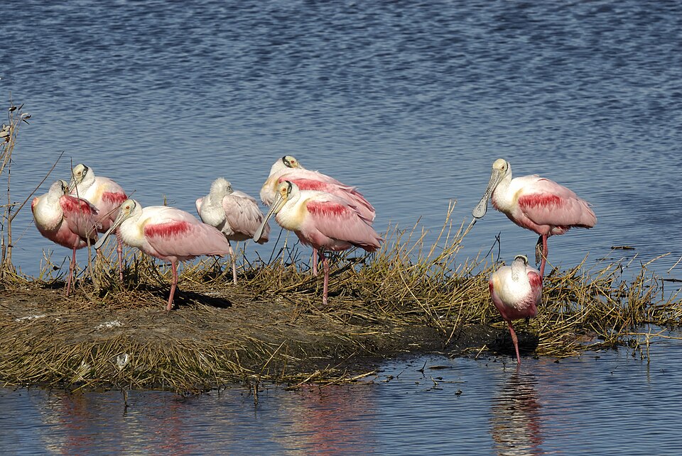 Roseate Spoonbill