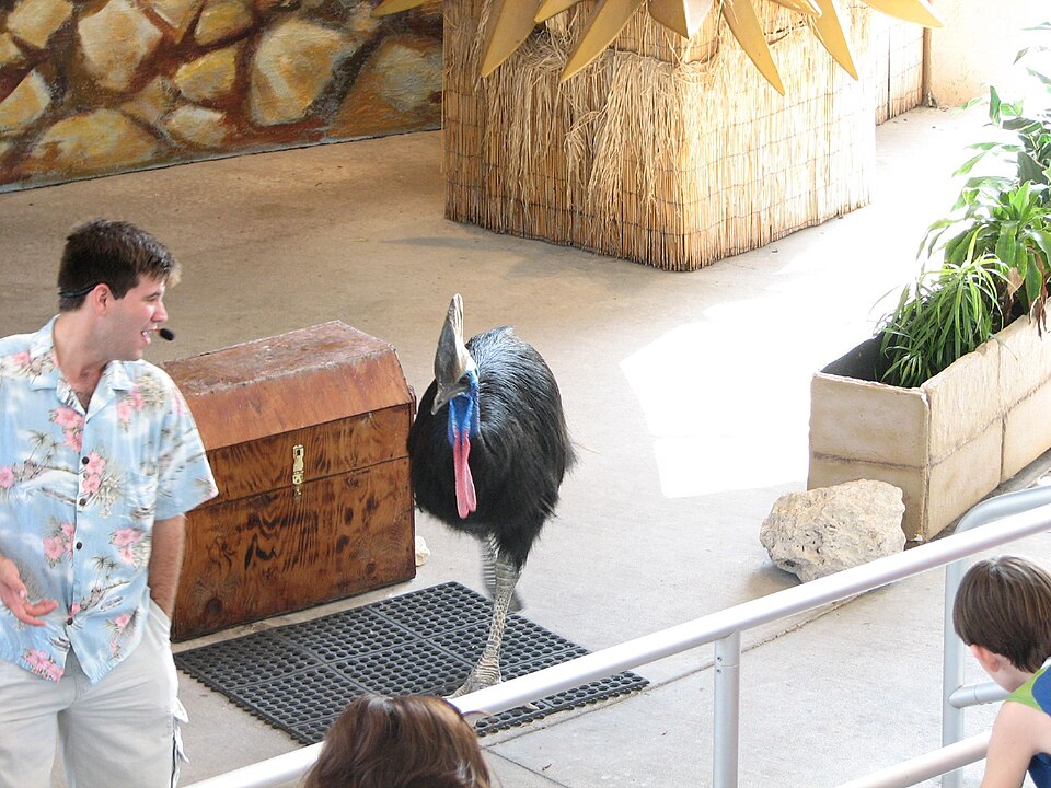 Cassowary