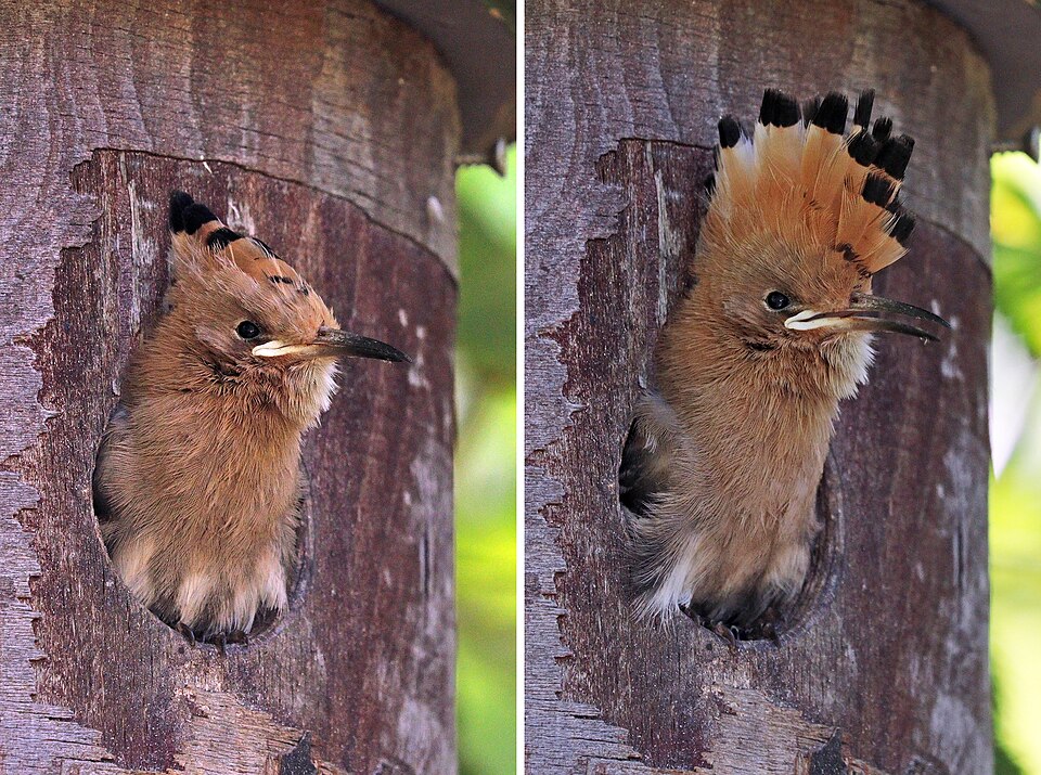 Hoopoe
