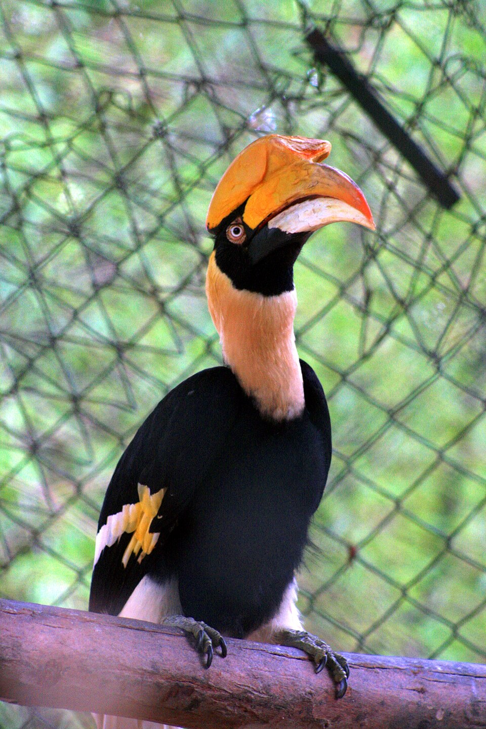 Hornbill