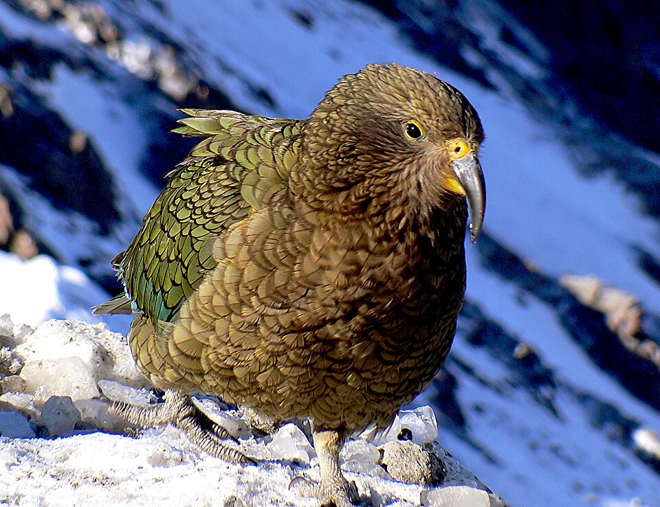 Kea