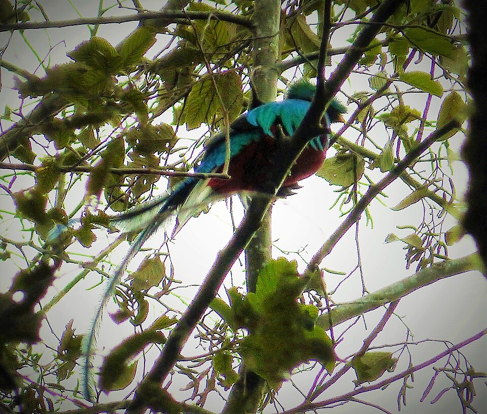 Quetzal